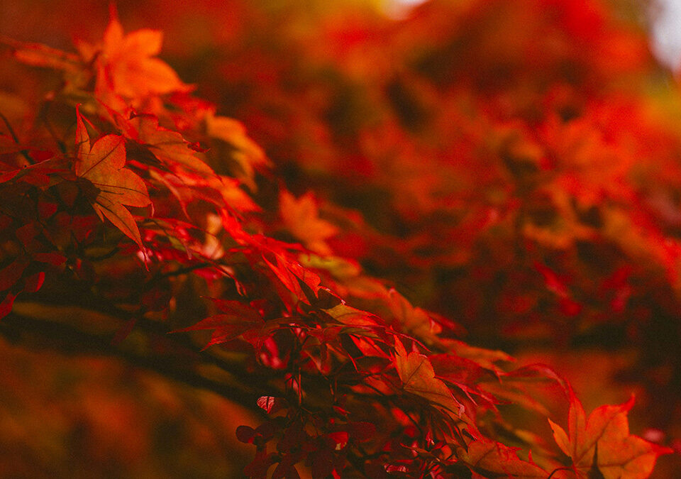 Top 10 des activités à faire en famille en Automne